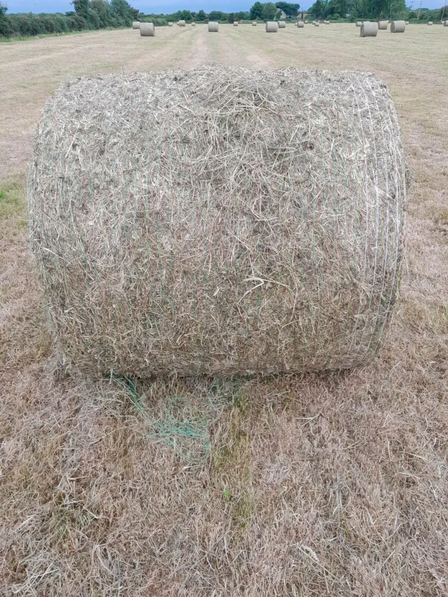 Hay - Image 2