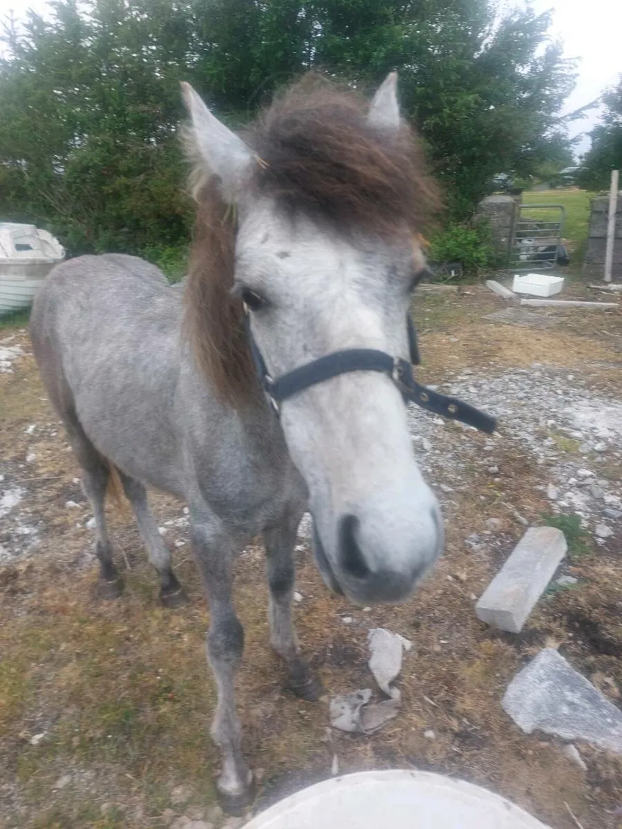 Connemara colt - Image 1