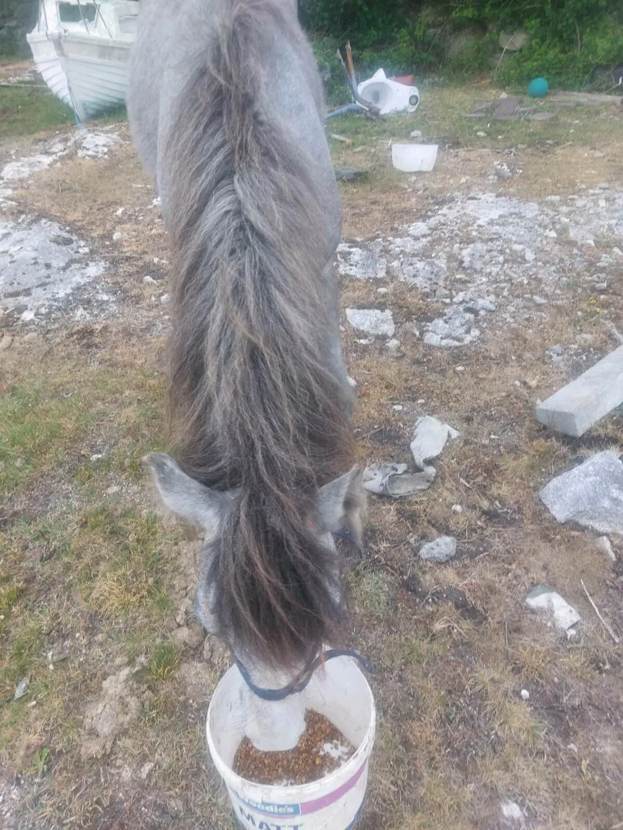 Connemara colt - Image 2