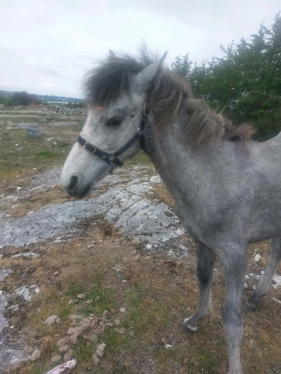 Connemara colt - Image 3