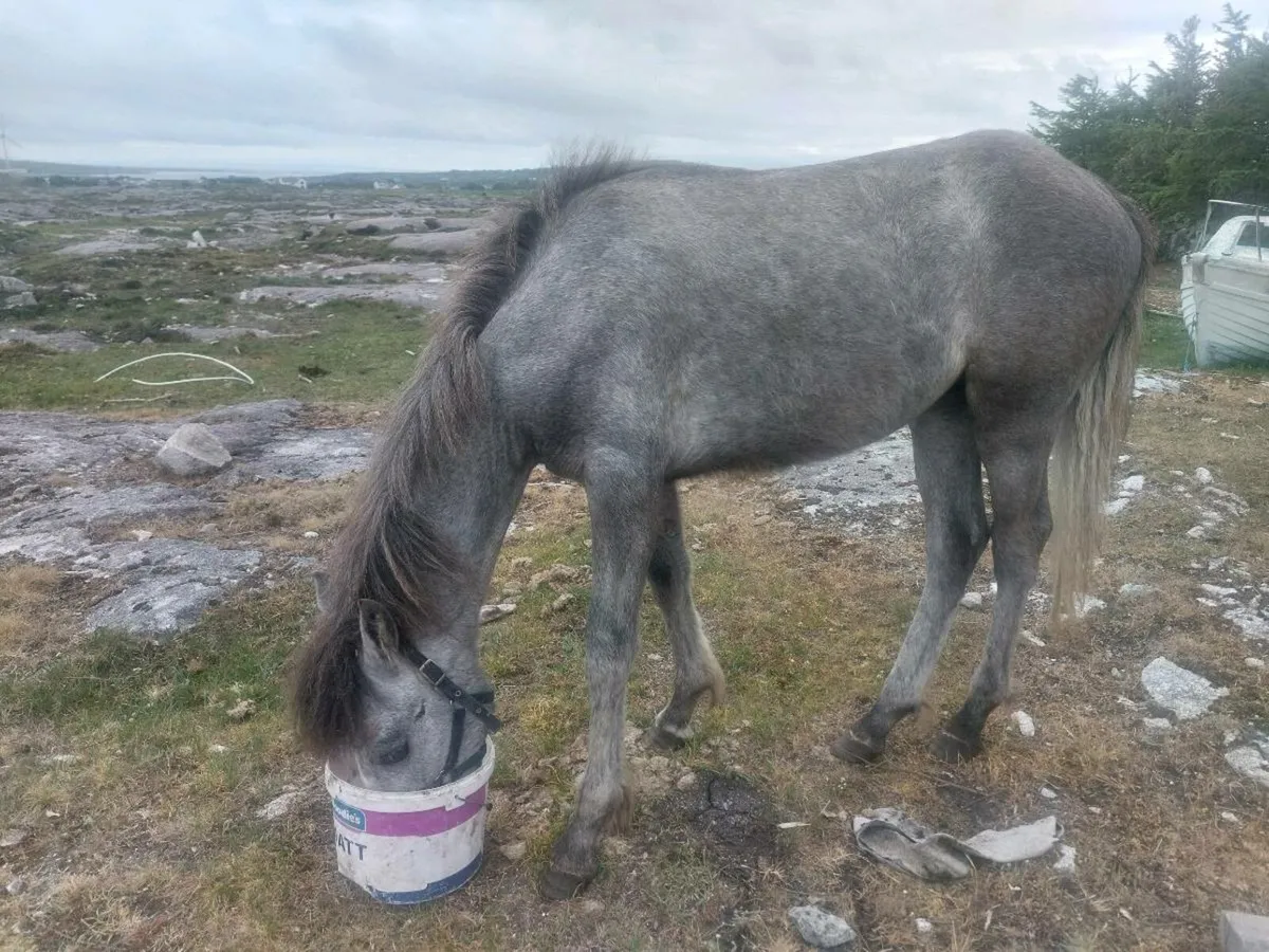 Connemara colt - Image 4