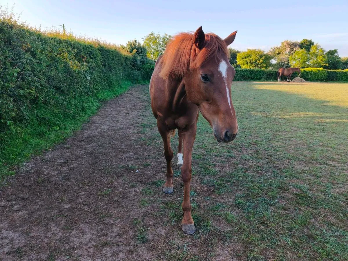3yrs old thoroughbred Filly by Valirann - Image 3