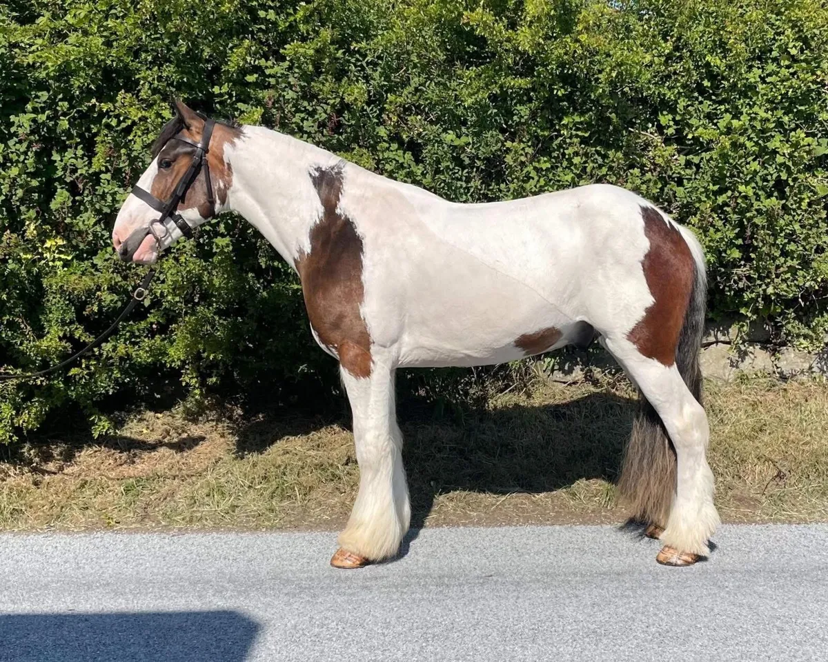 BOBBY - 3YO 15.3HH GELDING - Image 1