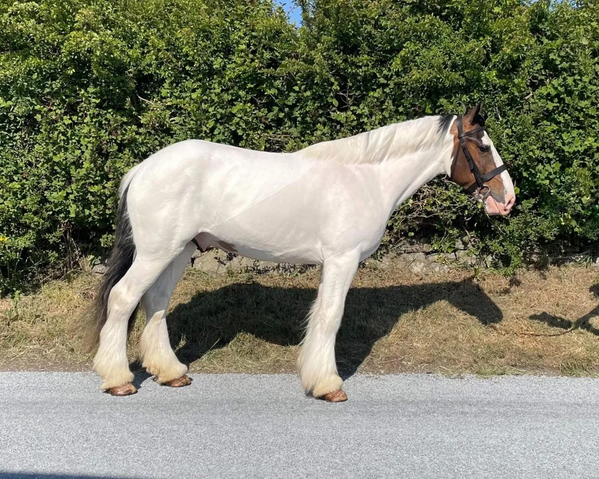 BOBBY - 3YO 15.3HH GELDING - Image 2