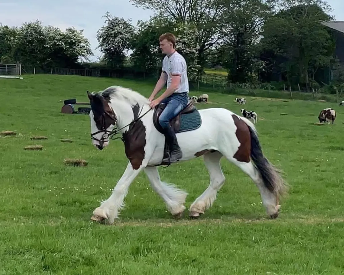 BOBBY - 3YO 15.3HH GELDING - Image 3