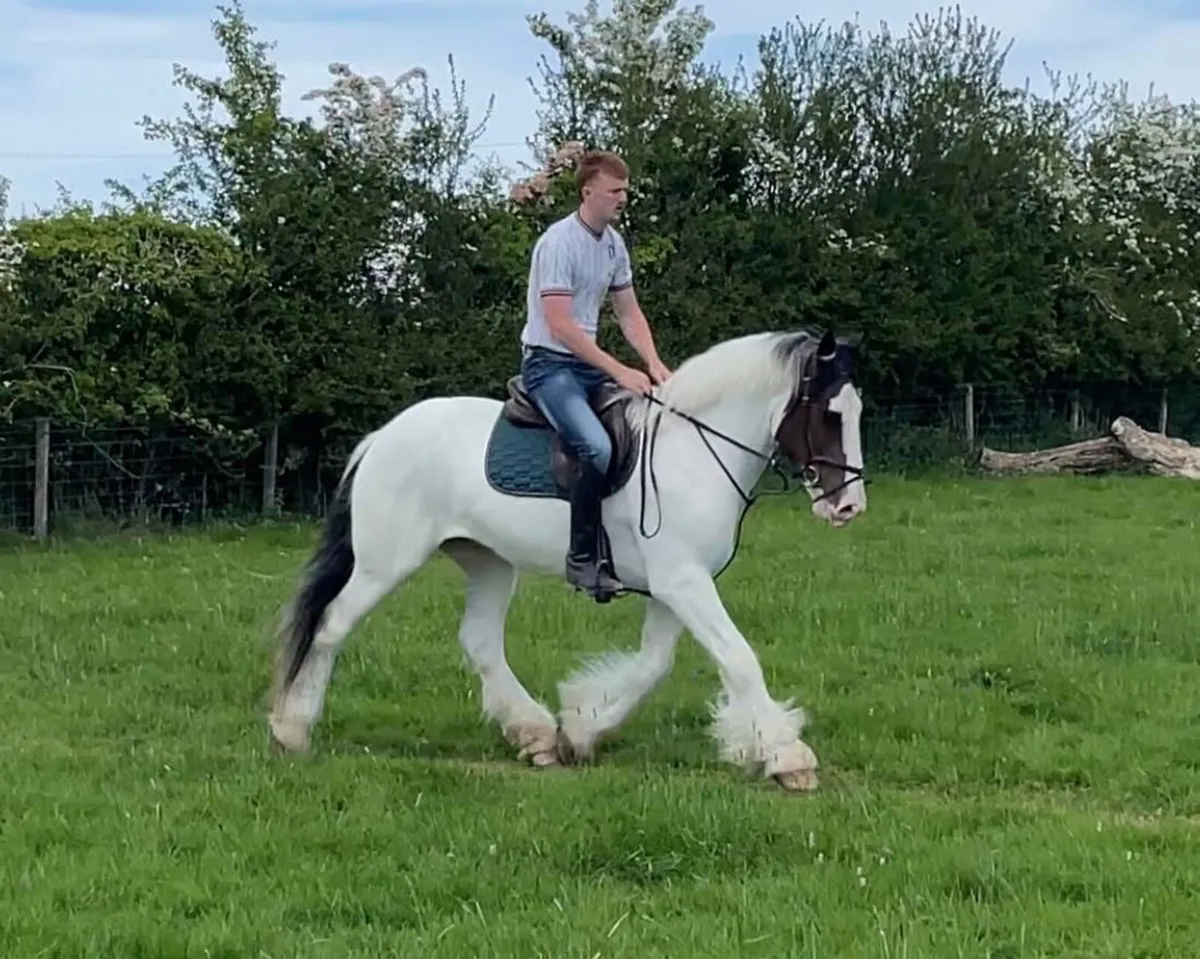 BOBBY - 3YO 15.3HH GELDING - Image 4