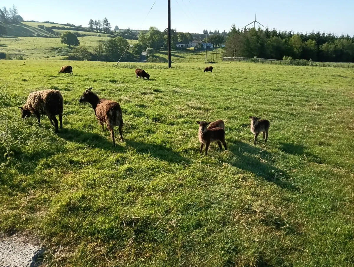 soay sheep herd disposal