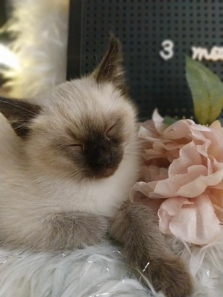 2x Ragamese Kittens - Image 2