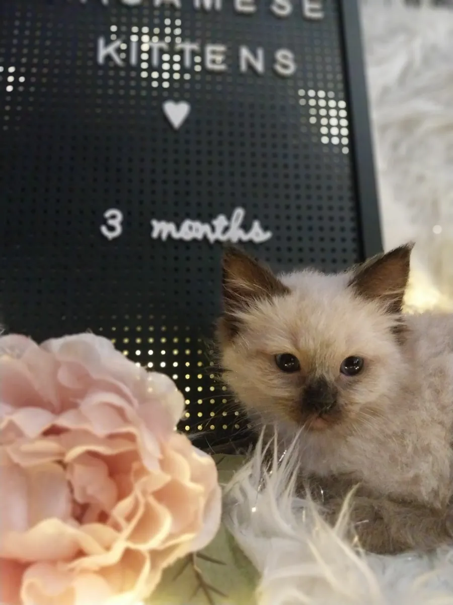 2x Ragamese Kittens - Image 3