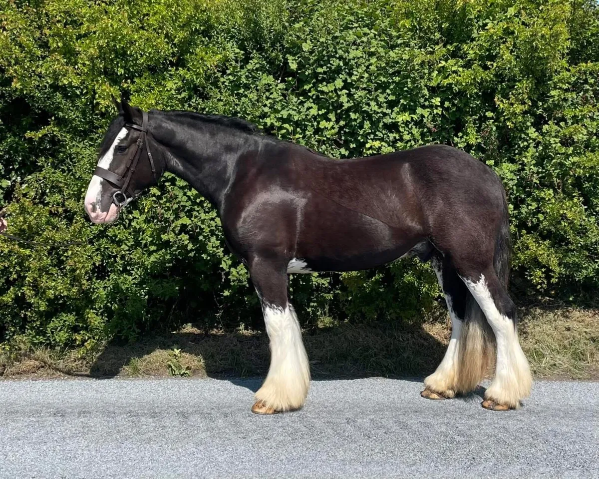 THORIN - 3YO 16HH GELDING - Image 1