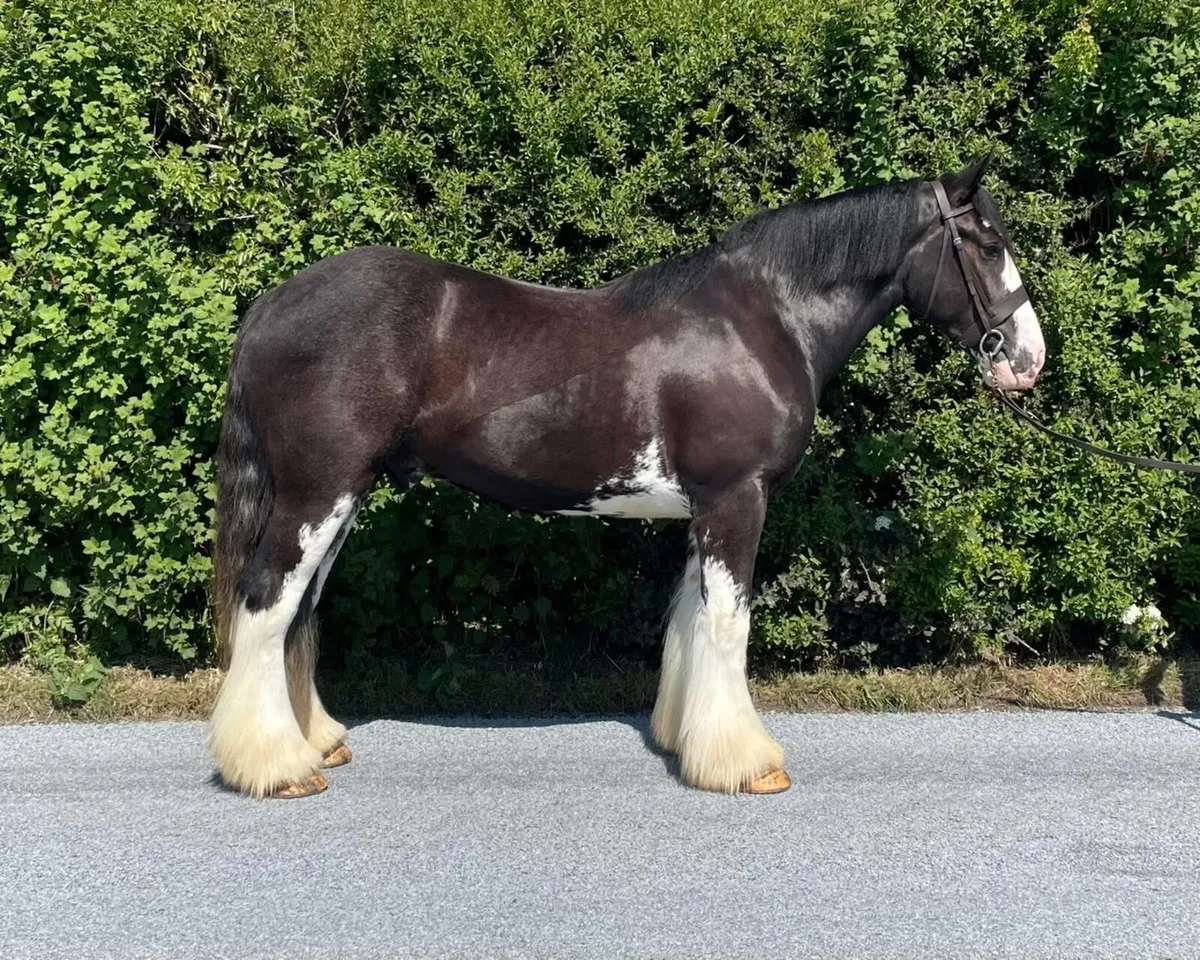 THORIN - 3YO 16HH GELDING - Image 2