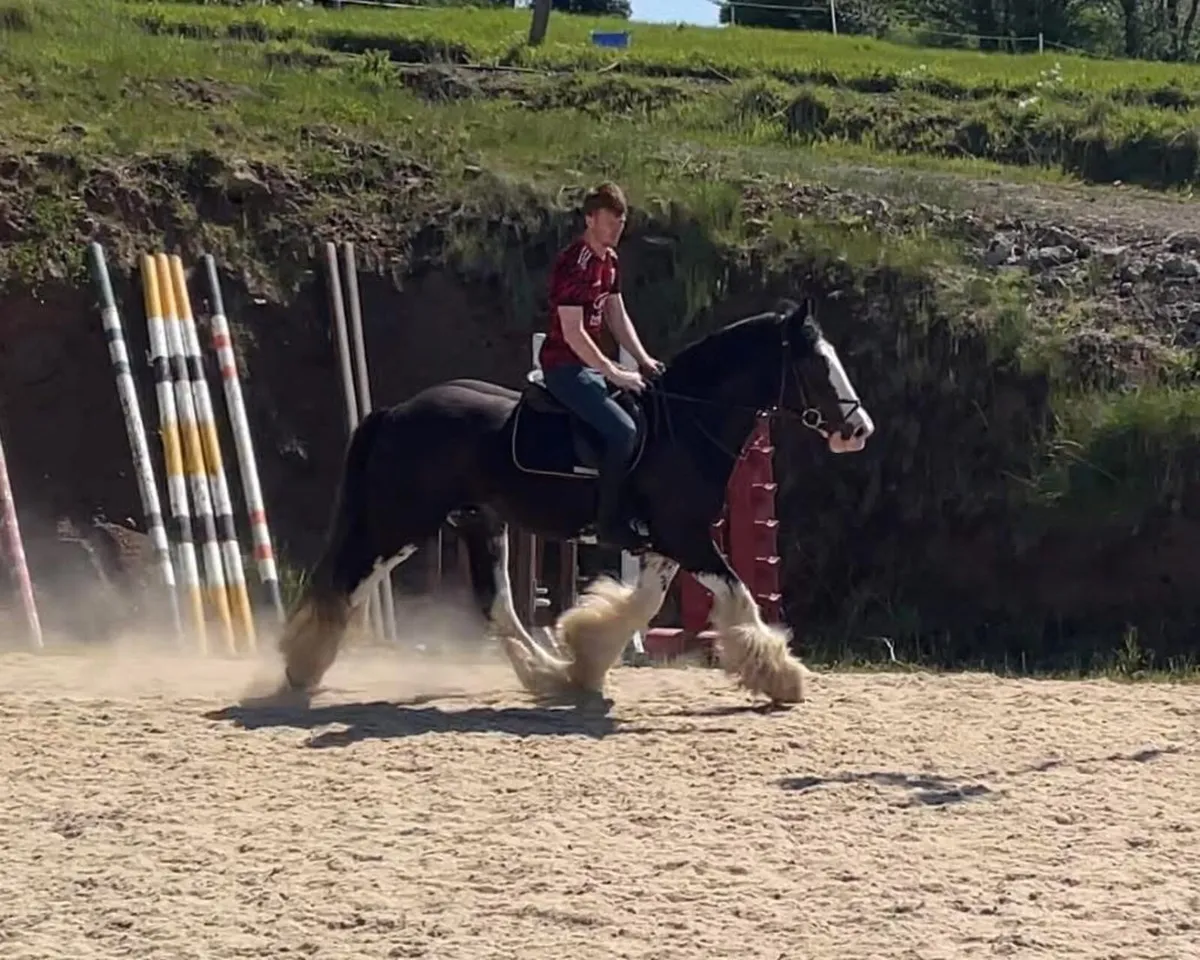 THORIN - 3YO 16HH GELDING - Image 3