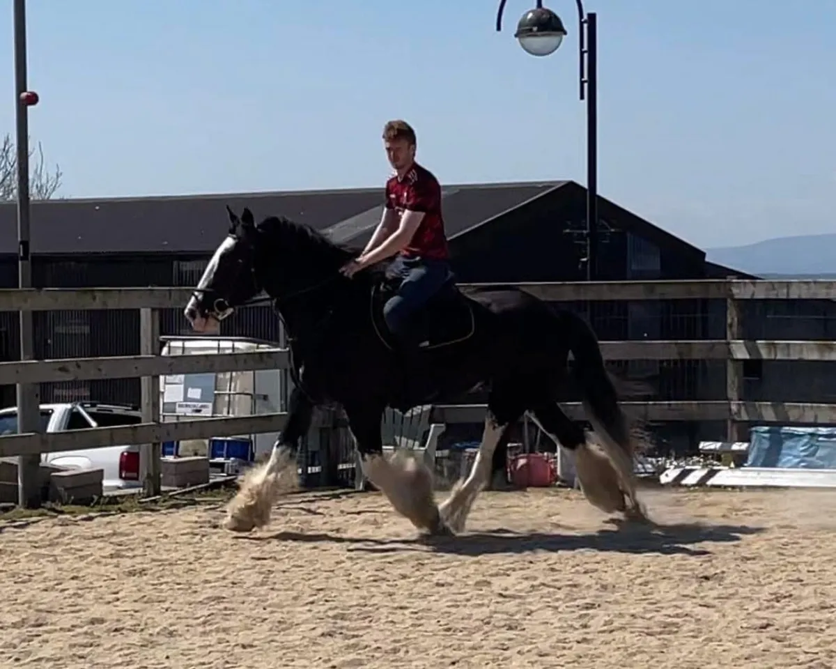 THORIN - 3YO 16HH GELDING - Image 4
