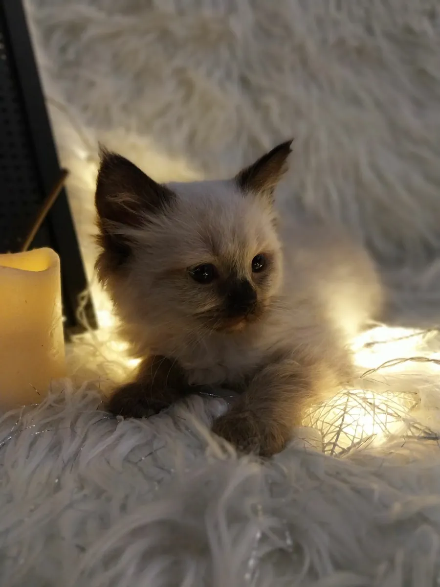2x Ragamese Kittens - Image 4