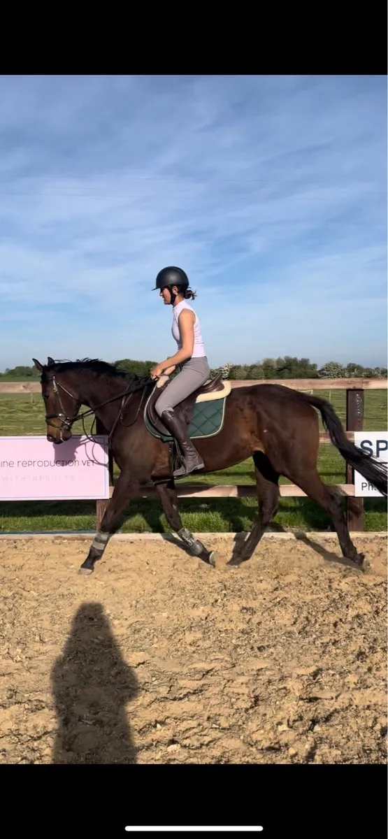 Quiet 4yo 15.2 thoroughbred mare - Image 2