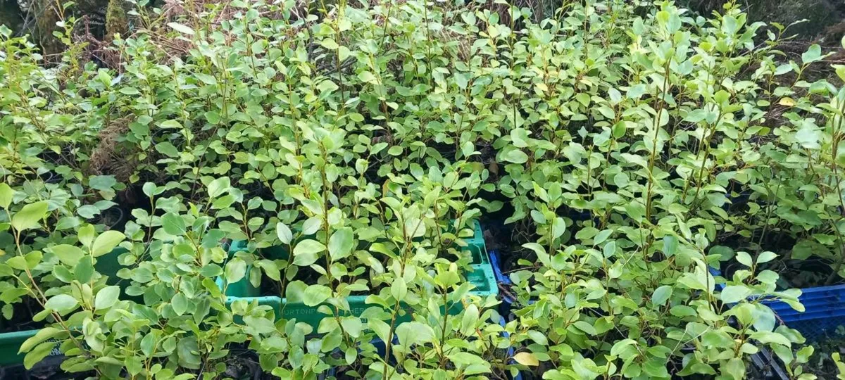 Griselinia hedging - Image 1