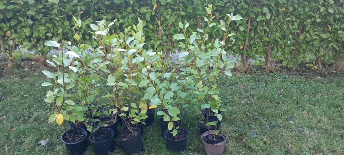 Griselinia hedging - Image 2