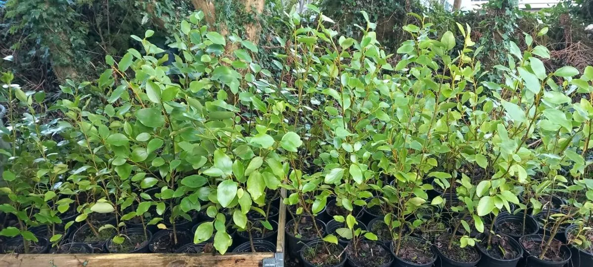 Griselinia hedging - Image 3