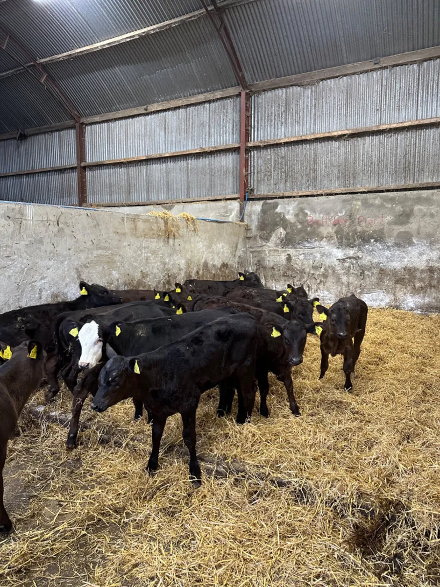 Angus and lim heifers - Image 1