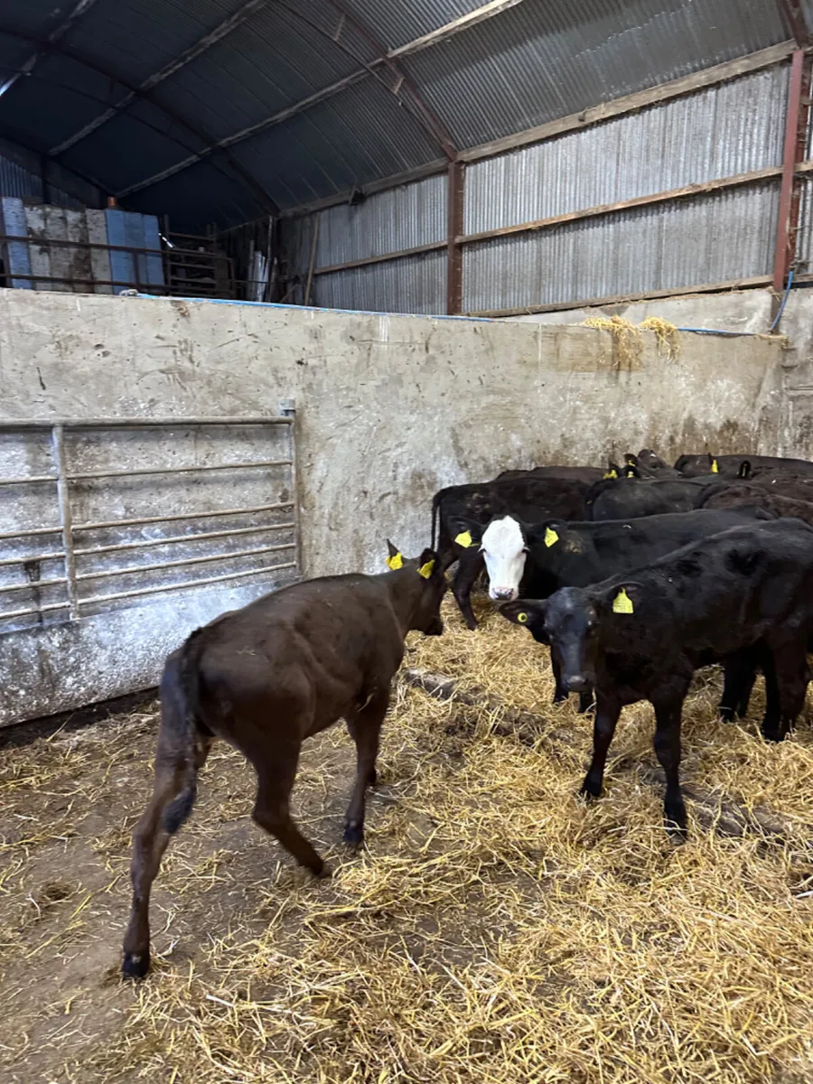Angus and lim heifers - Image 2