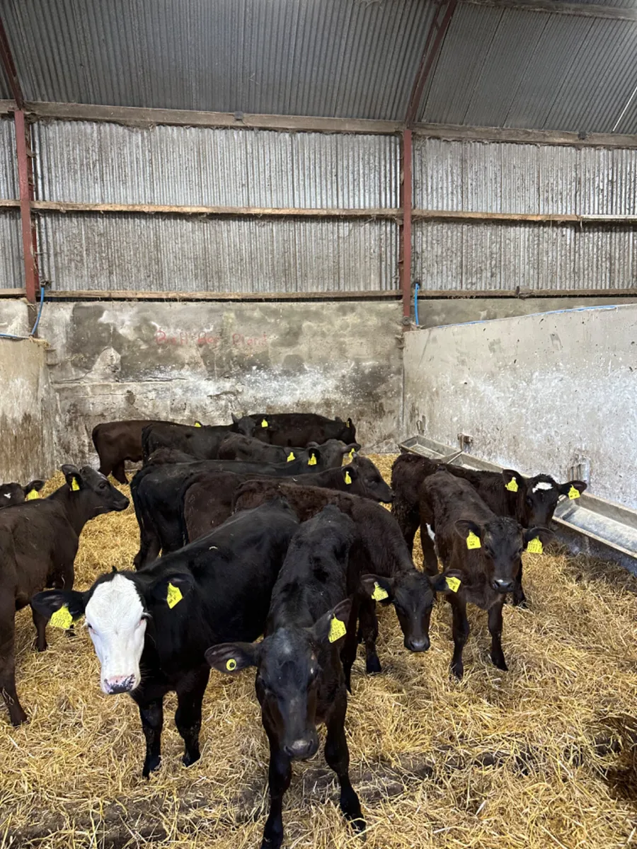 Angus and lim heifers - Image 3