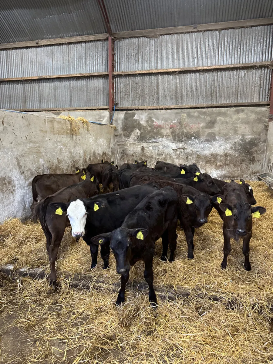Angus and lim heifers - Image 4