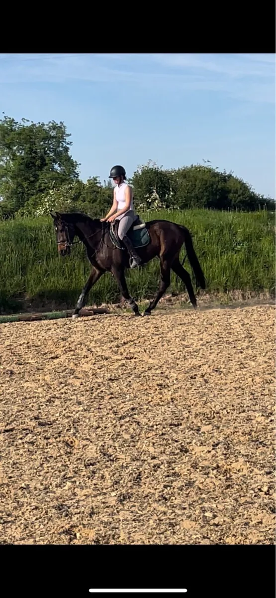 Quiet 4yo 15.2 thoroughbred mare - Image 4