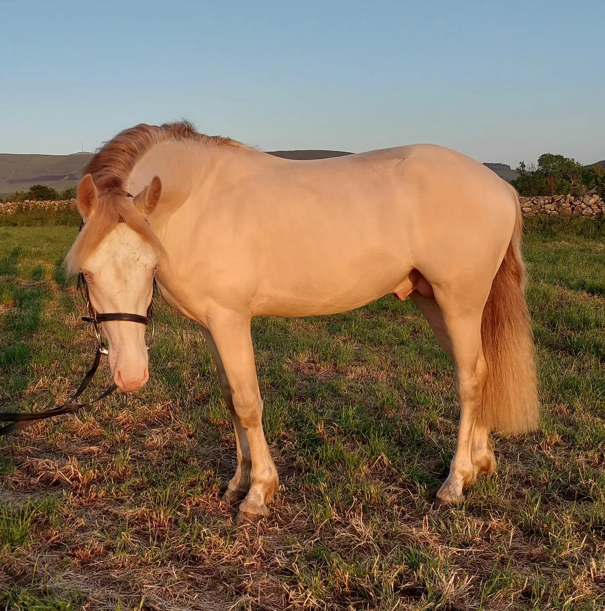 Stallion for stud - Image 1