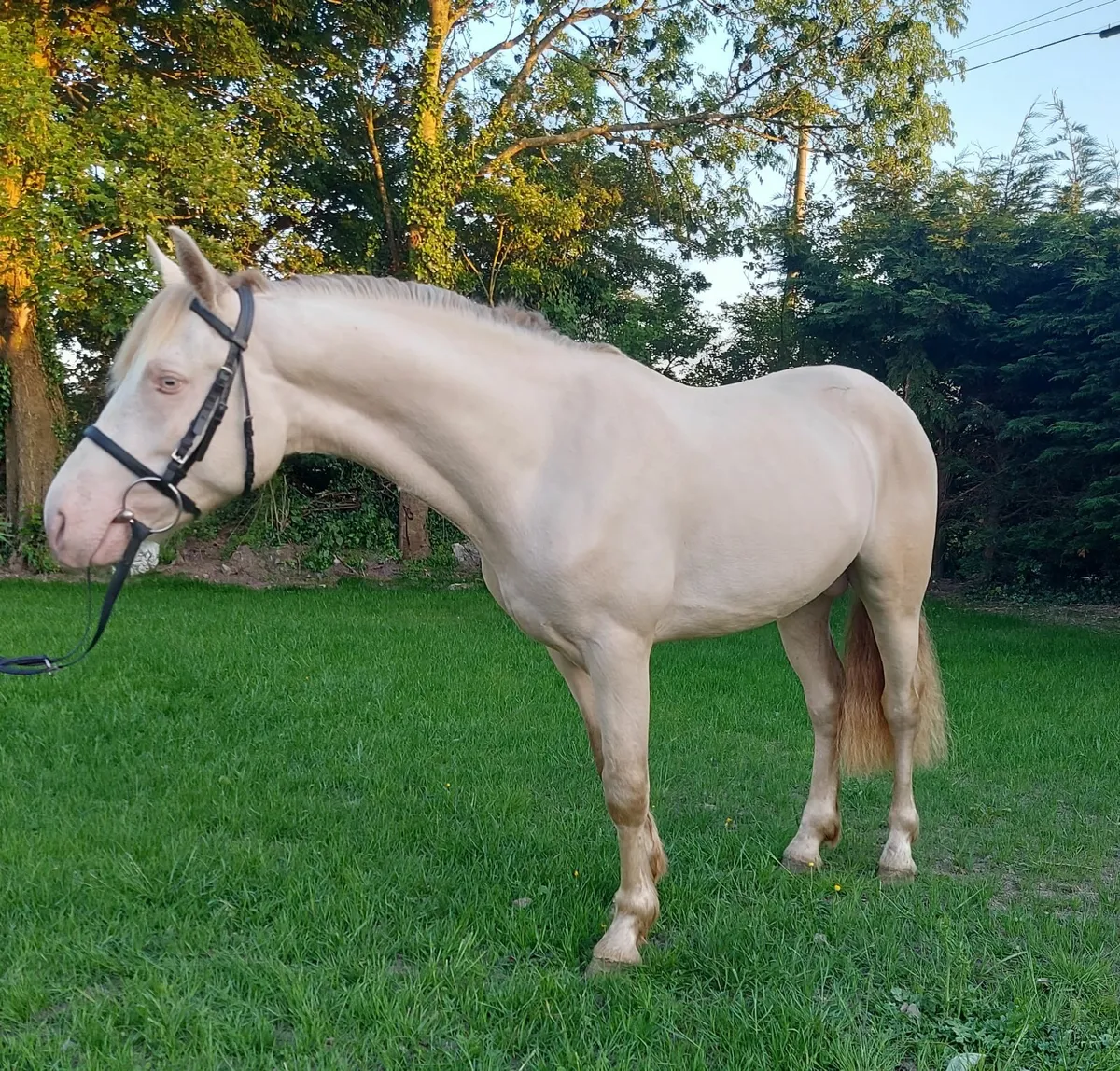 Connemara stallion for sale - Image 2