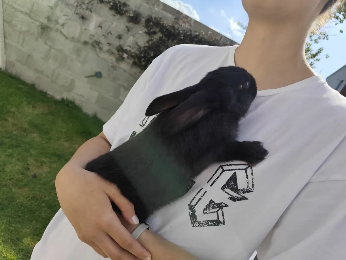 Black rabbit for sale - Image 2