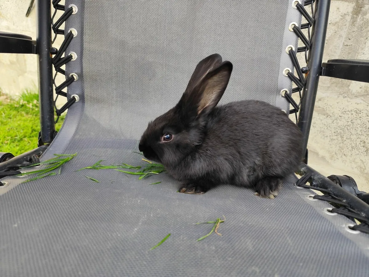 Black rabbit for sale - Image 1
