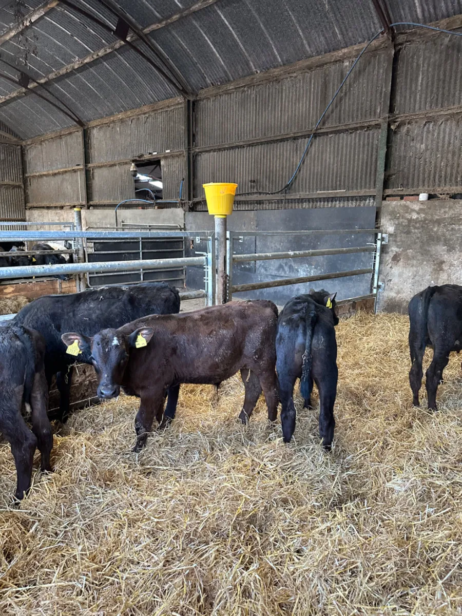 Angus bulls - Image 1