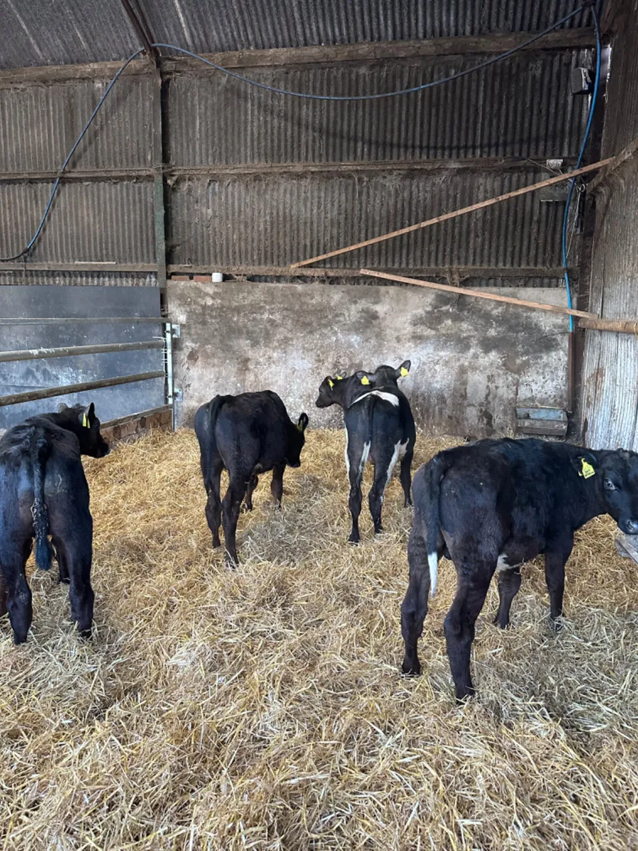 Angus bulls - Image 2