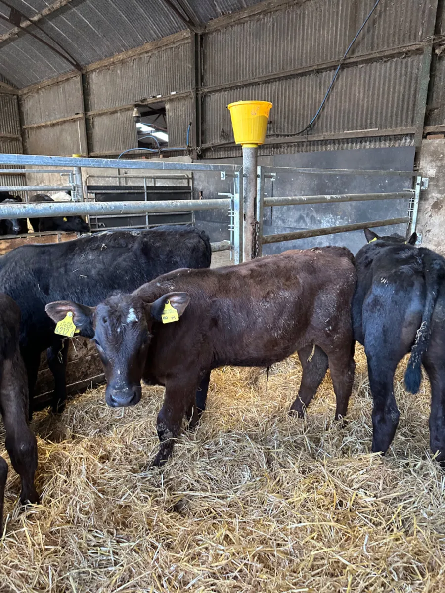 Angus bulls - Image 3