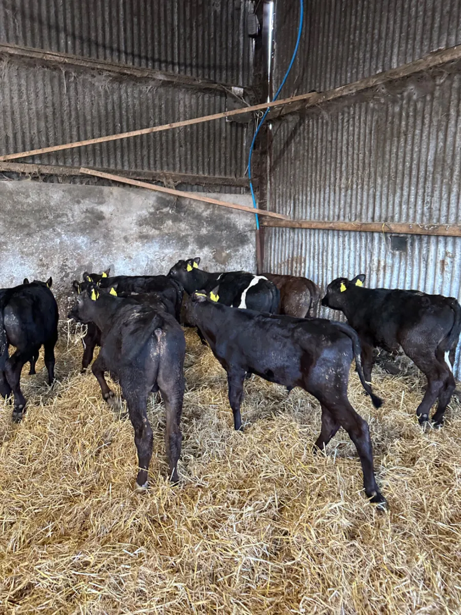 Angus bulls - Image 4