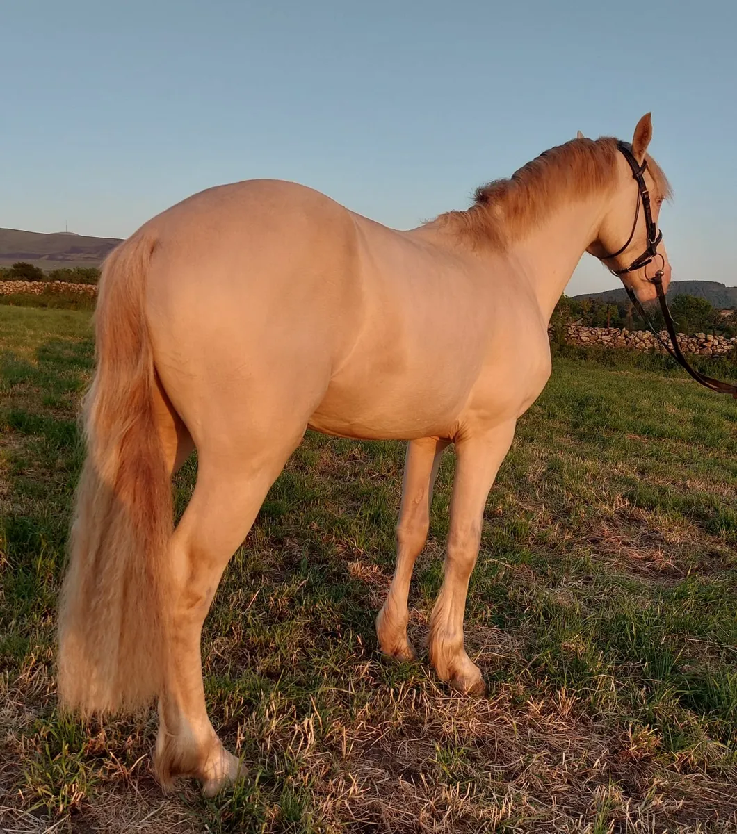 Stallion for stud - Image 4