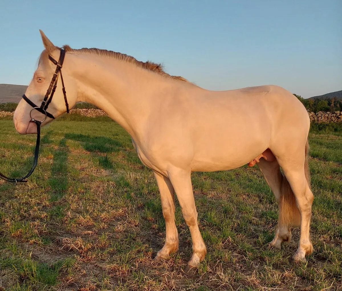 Connemara stallion for sale - Image 1