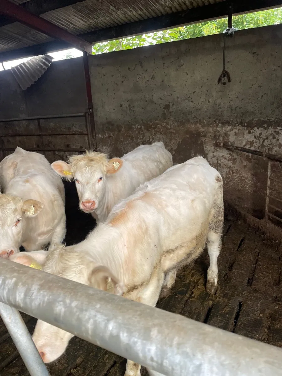 Fiston P B charolais heifers for sale - Image 1