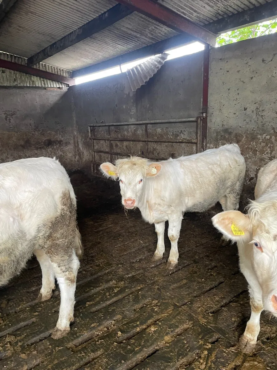 Fiston P B charolais heifers for sale - Image 2