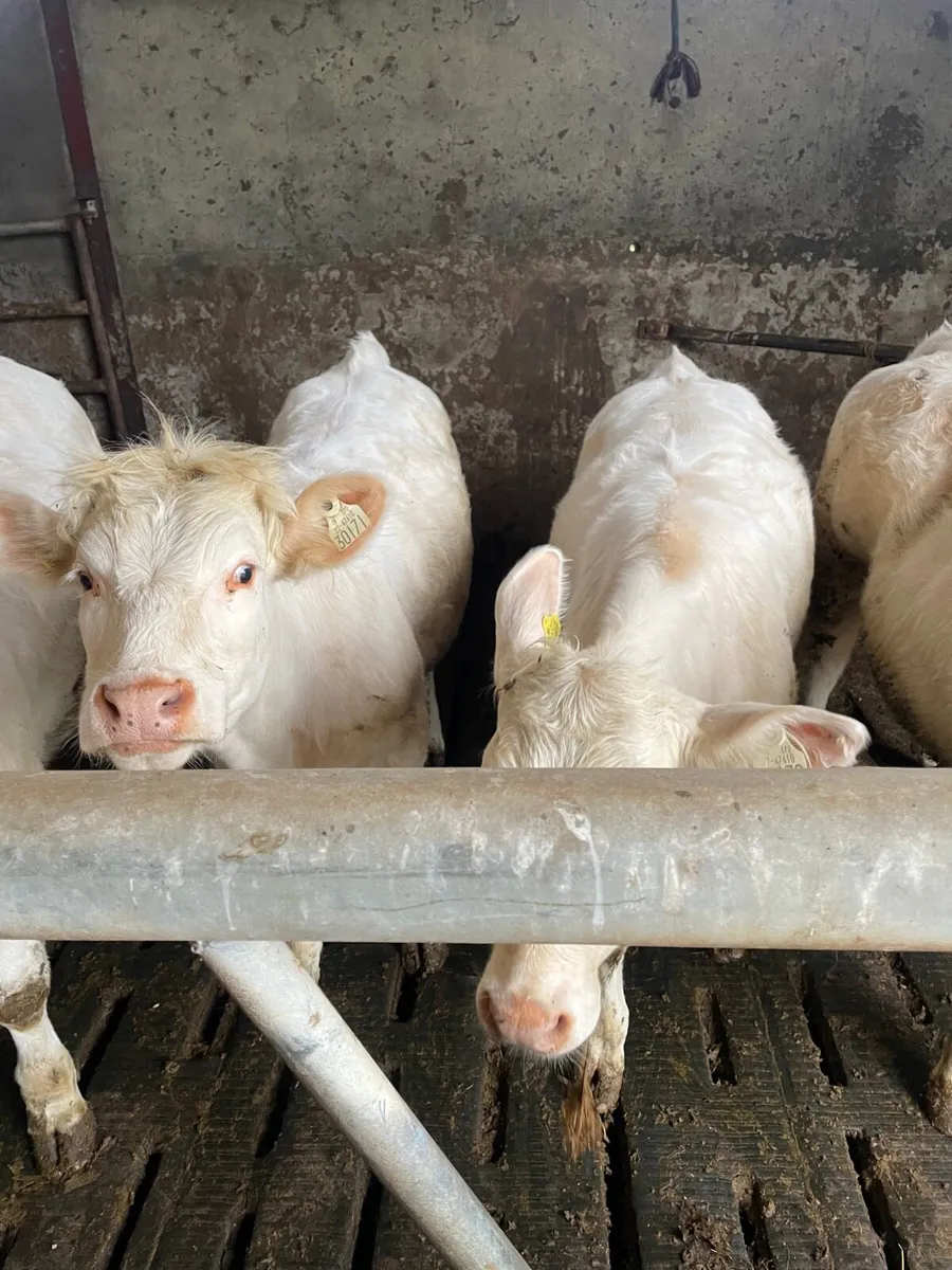Fiston P B charolais heifers for sale - Image 3