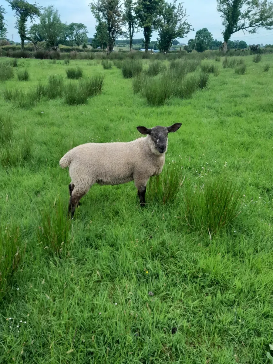 Ram lamb - Image 1