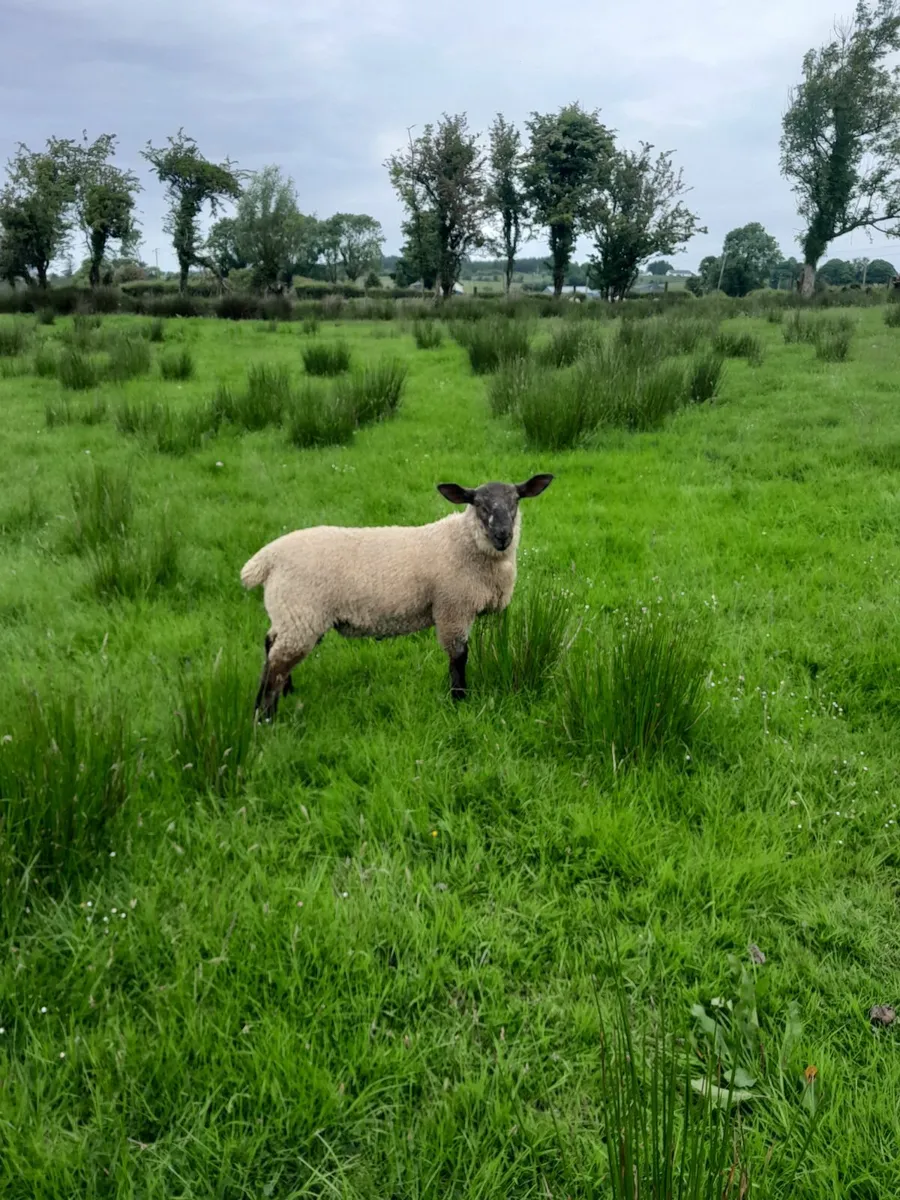 Ram lamb - Image 2