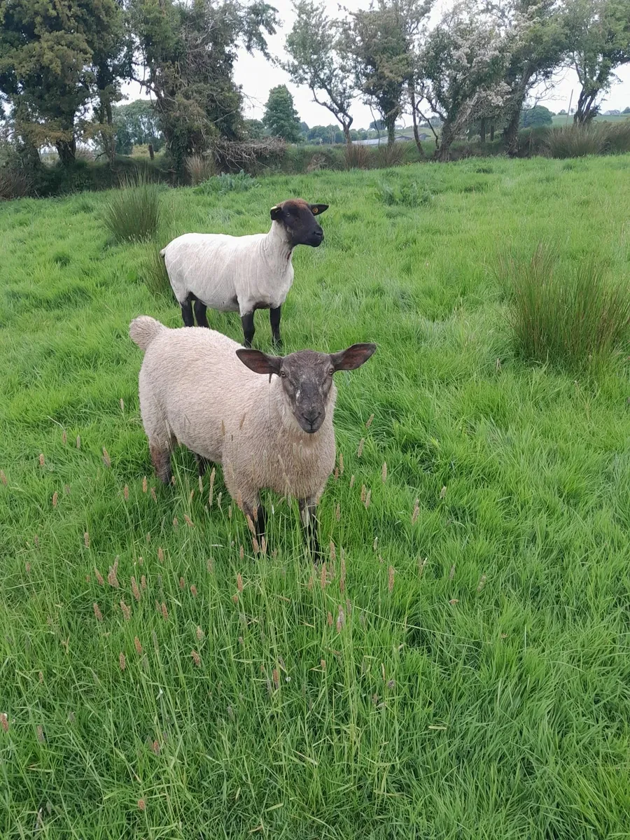 Ram lamb - Image 3