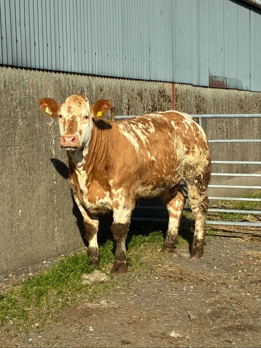 Breeding Heifers for Manorhamilton - Image 2