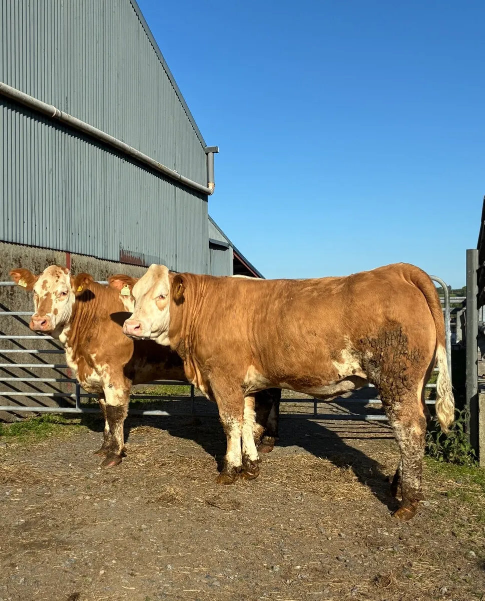 Breeding Heifers for Manorhamilton - Image 3