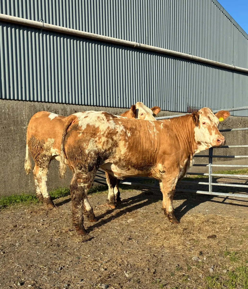 Breeding Heifers for Manorhamilton - Image 1