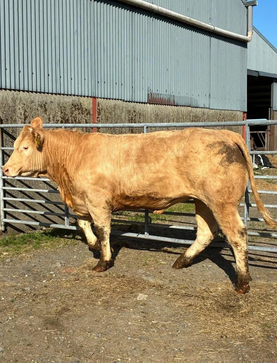 Breeding Heifers for Manorhamilton - Image 4