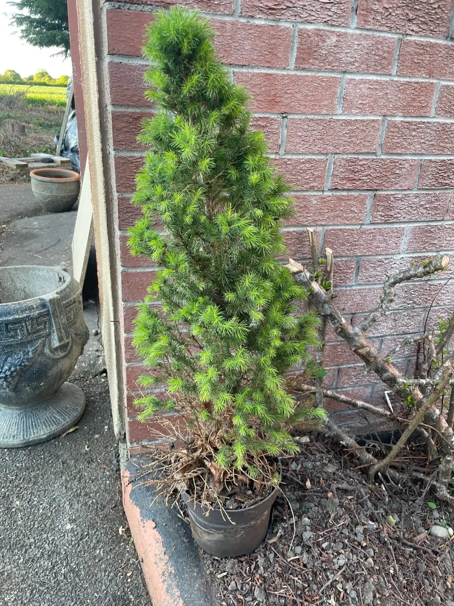 Pine tree in a pot €10 - Image 1