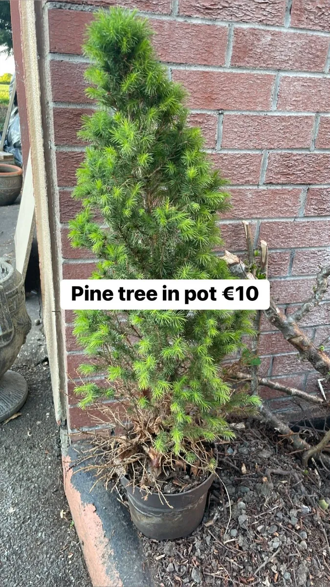 Pine tree in a pot €10 - Image 2