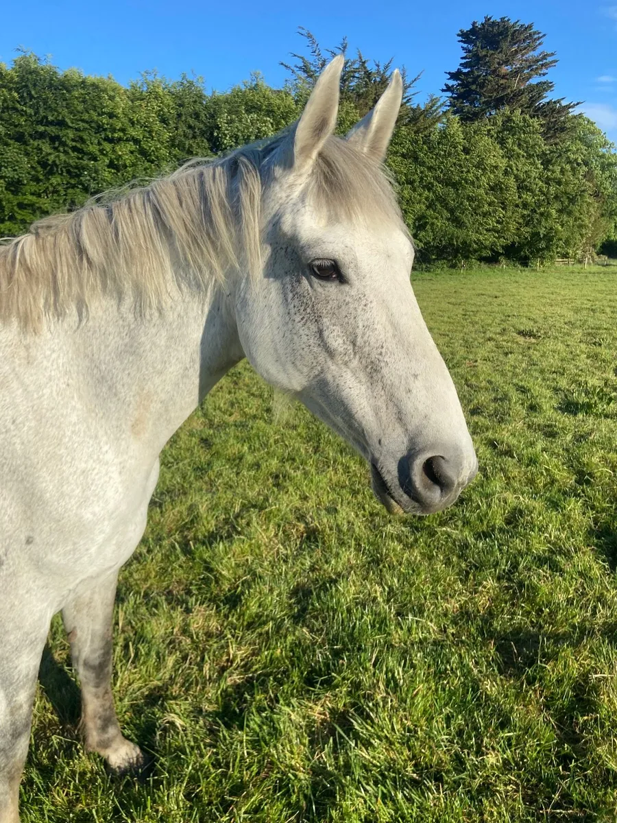 Wrs  sun rich. /  welcome diamond mare - Image 3